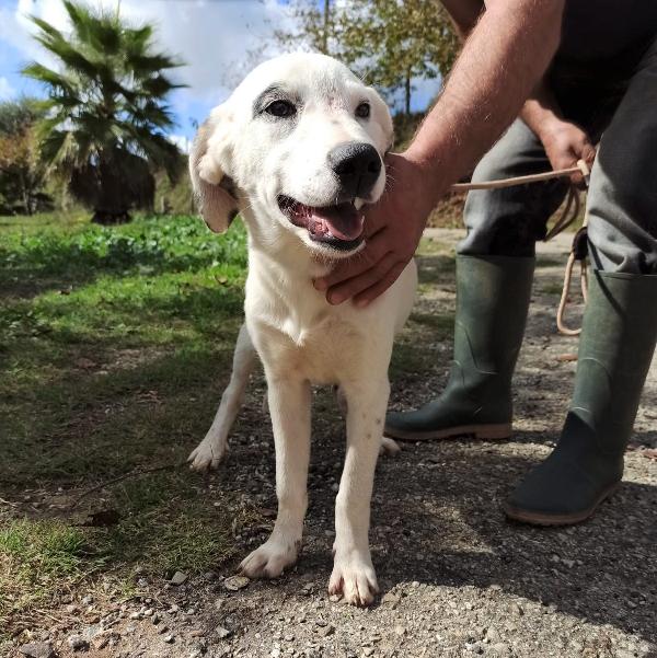 Dottie Cucciolotta Simil Labrador